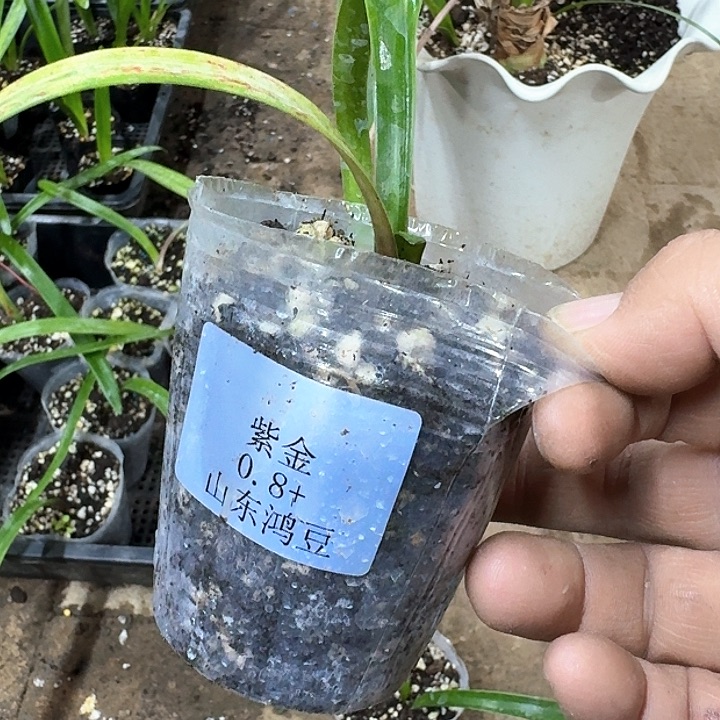 当前无花朵，栽培后可花朵用****9紫金