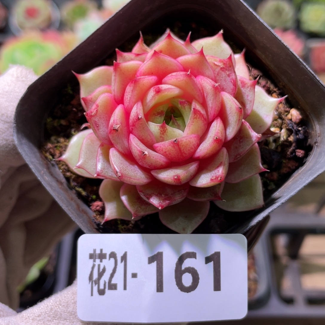 花利美21-161苯巴蒂斯  微瑕