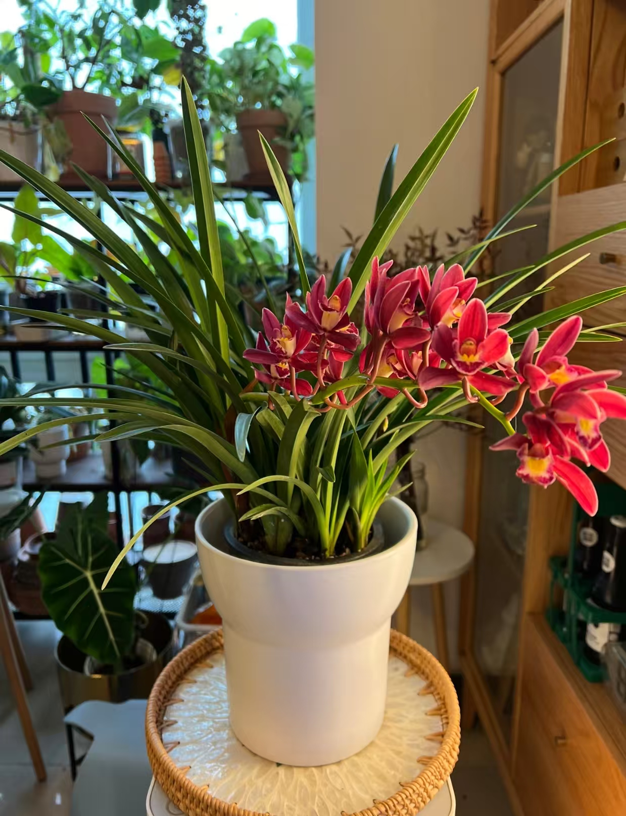 【祝福】大花惠兰年宵花阳台客厅高档绿植 轻微掉花不售后