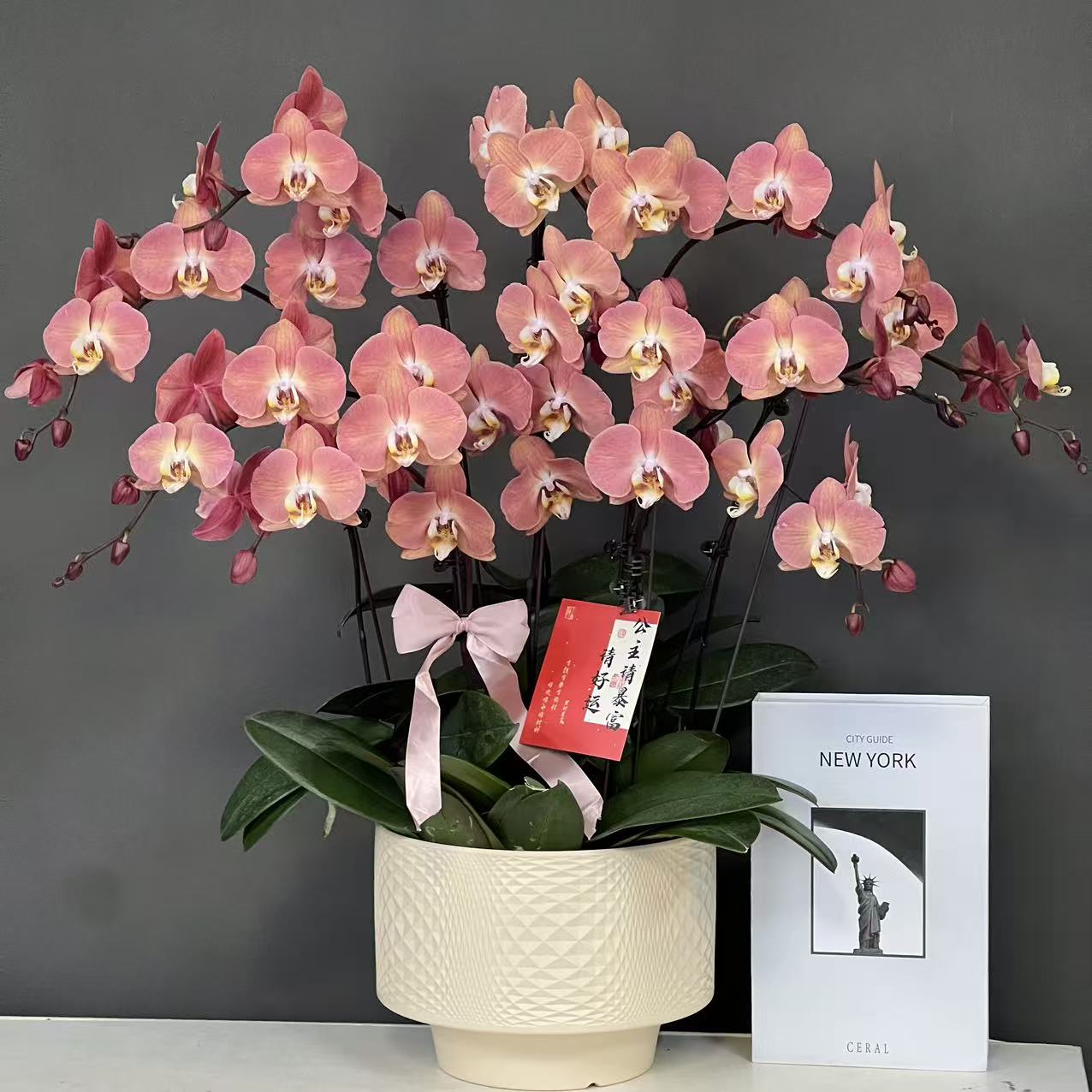 多彩优选（三文鱼）欧品复古橙高货稀缺蝴蝶兰鲜花室内送礼花卉