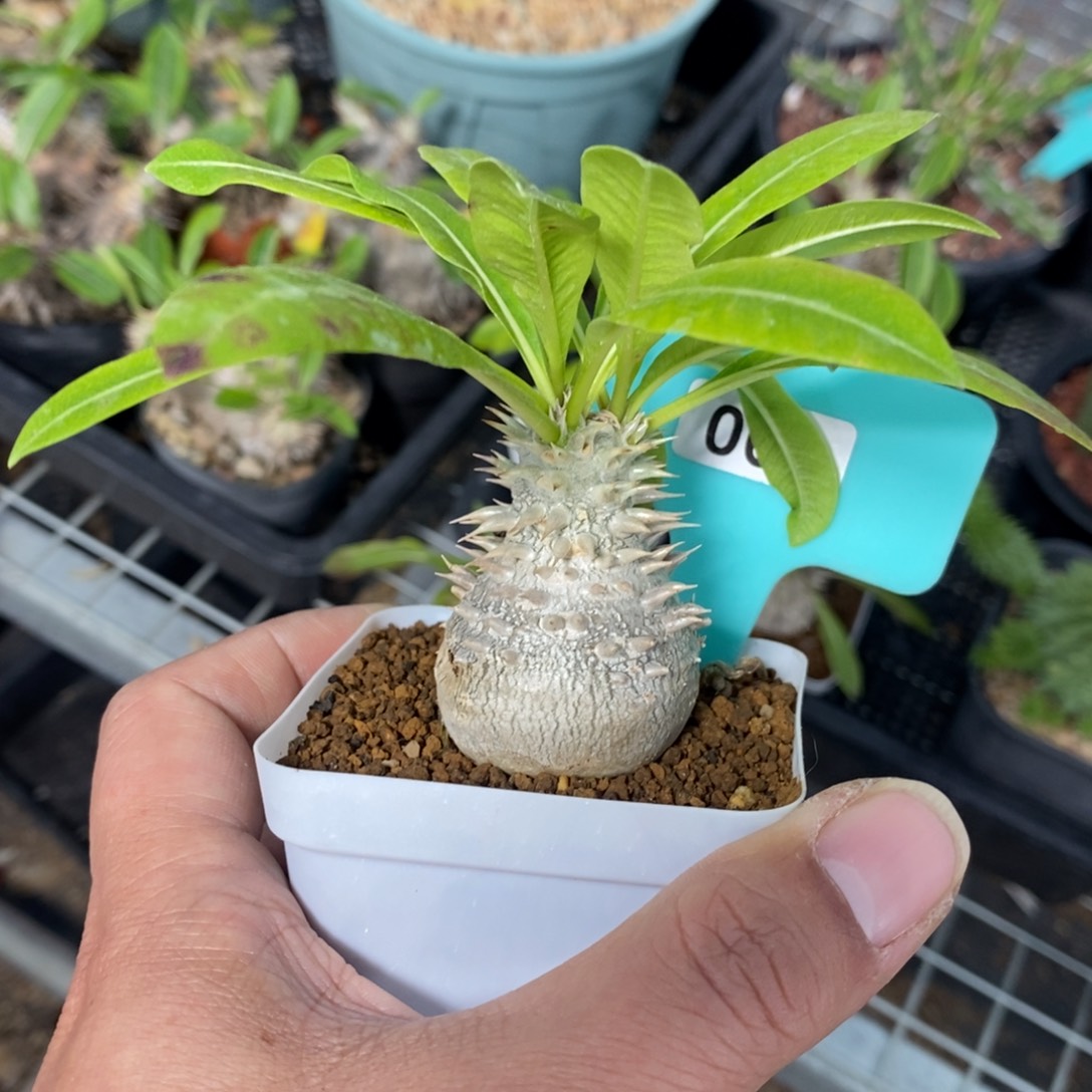 慧比大黑多肉植物