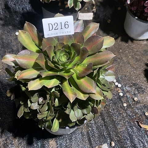 216女巫中斑多肉