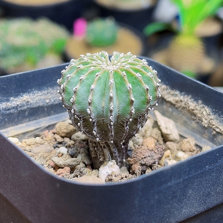 薄叶花笼实生2.8公分