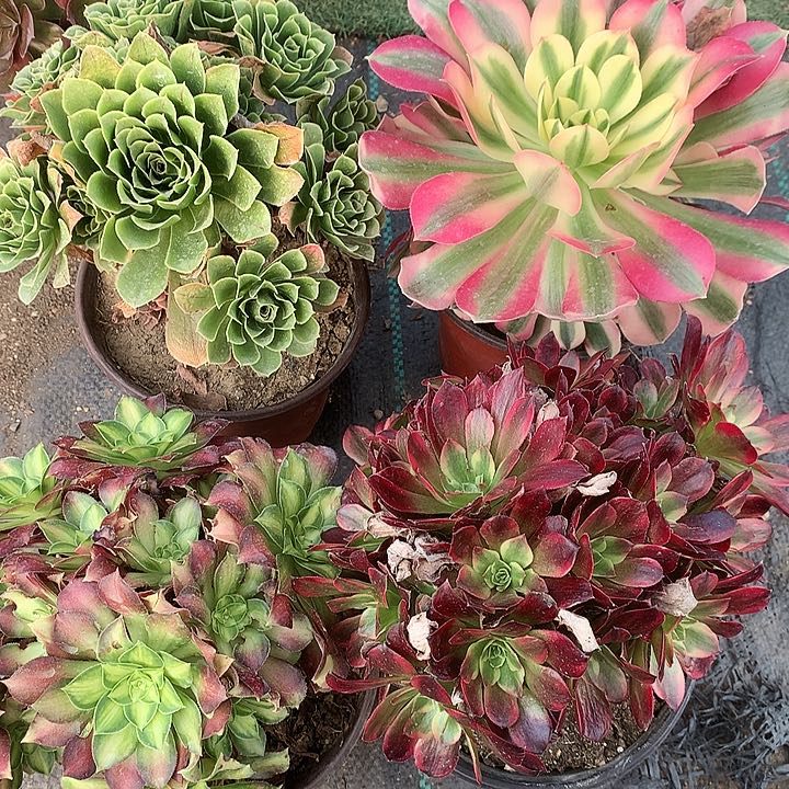 过****虫358四颗多肉植物