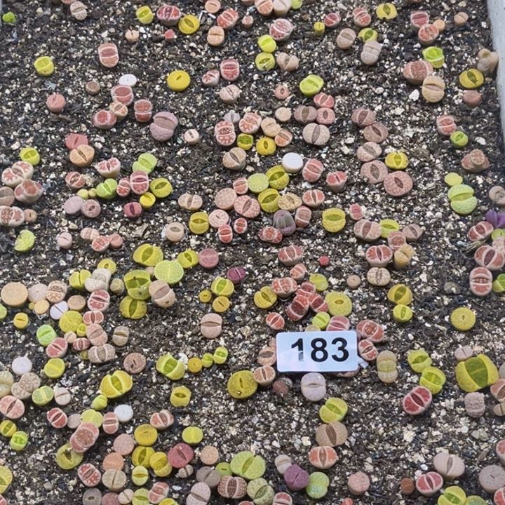 183 生石花一物一图如图带盆