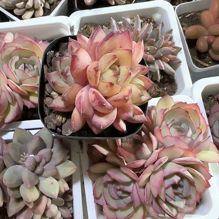 弥****云青蛙王子儿童牙膏111