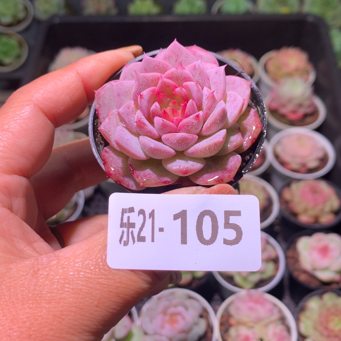 乐然21-105 新品单头 