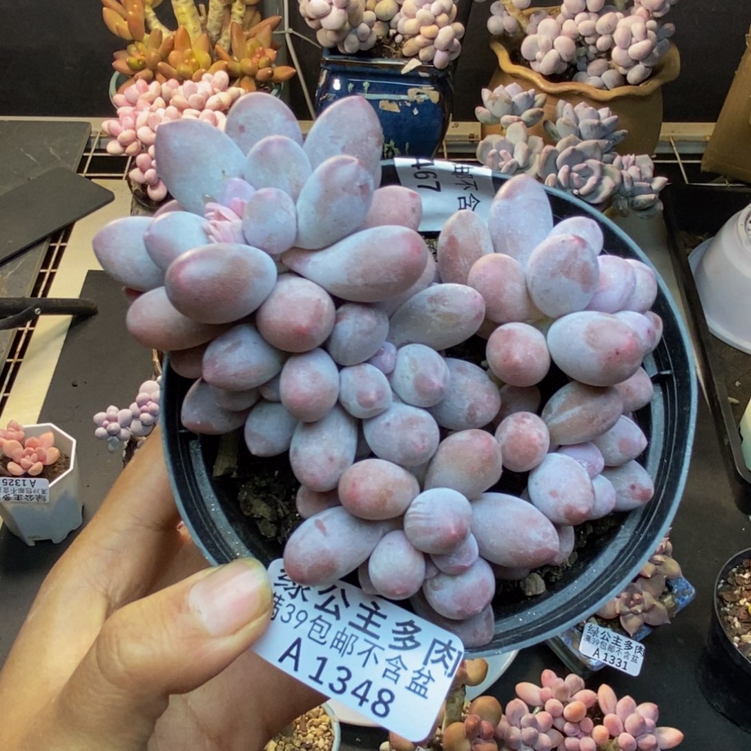 348丸叶汤圆多肉9c m