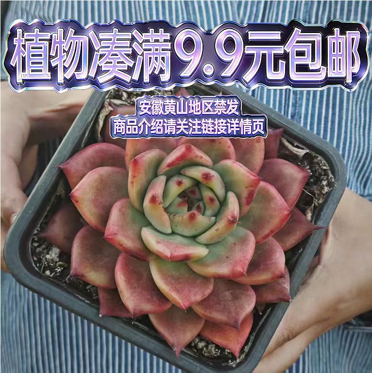 （阿姆斯壮-裸根）多肉要满9.9邮 多肉植物绿植吸甲醛（以直播为准）