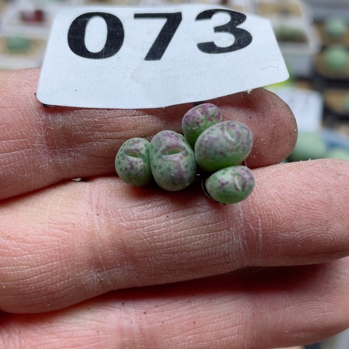 073草莓斑马5头l l