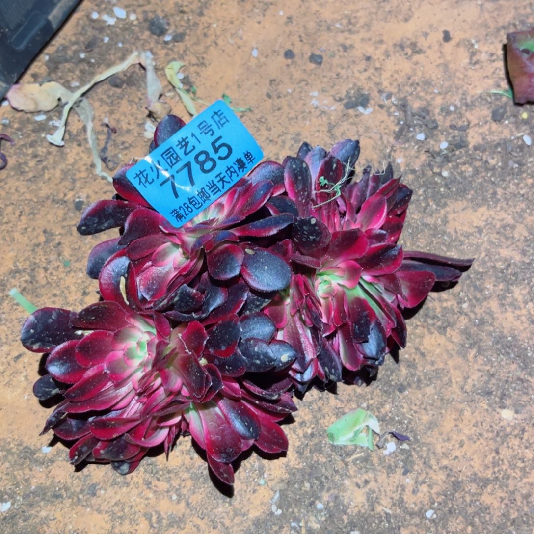 美杜莎缀 7785多肉植物