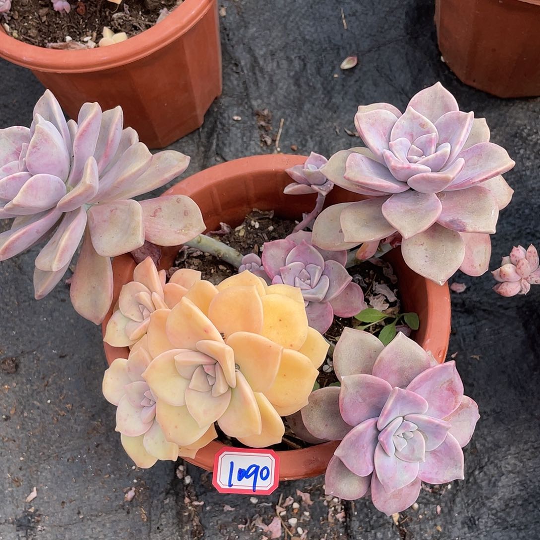 猪****?紫乐锦1080晓晓一物一拍