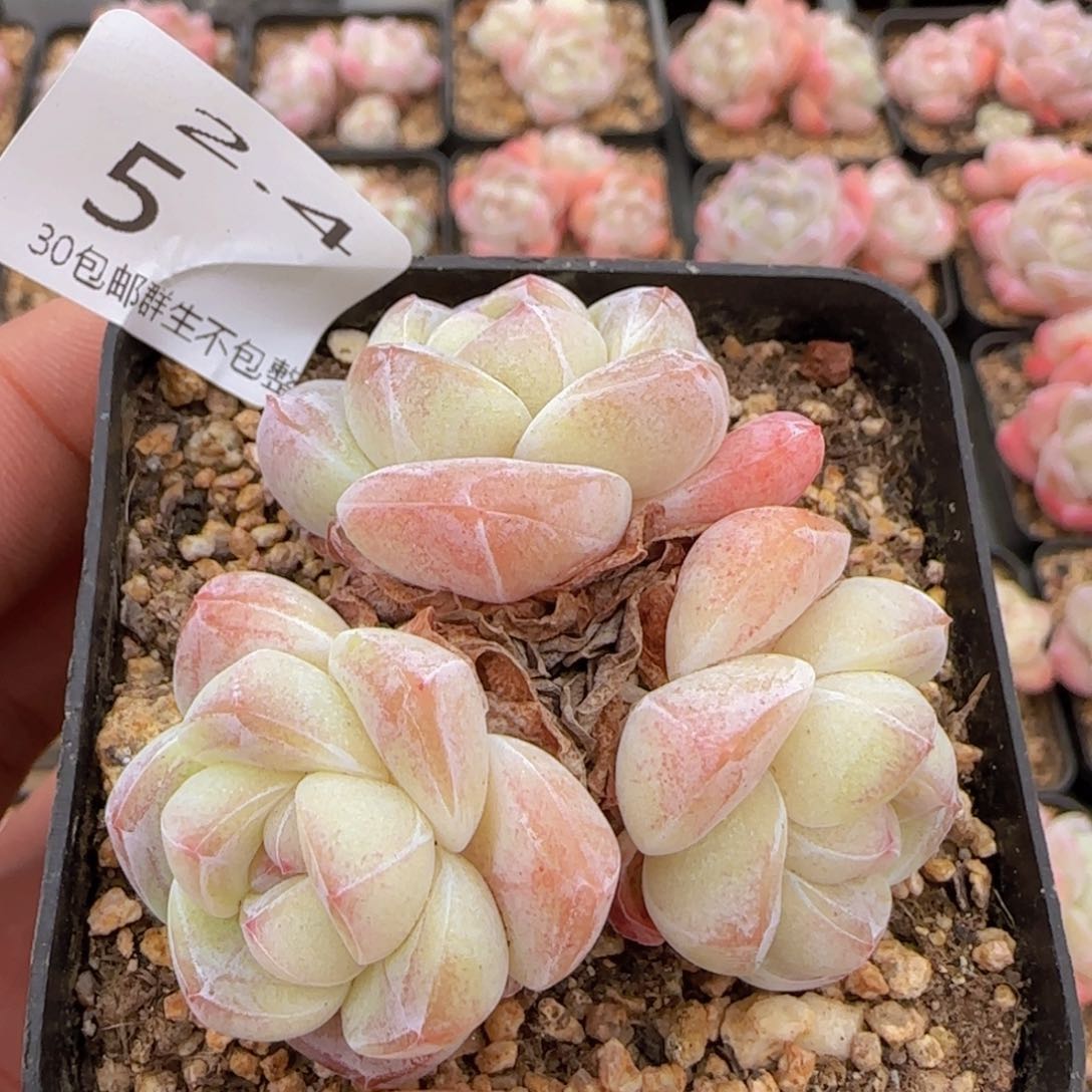 三头圆脸冰玉一颗脱土发货