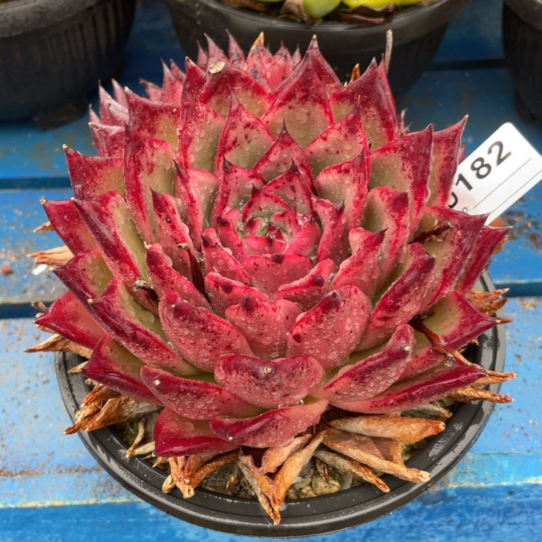 无花朵若如东云组拍D182