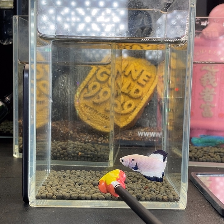 斗鱼12号923早青花