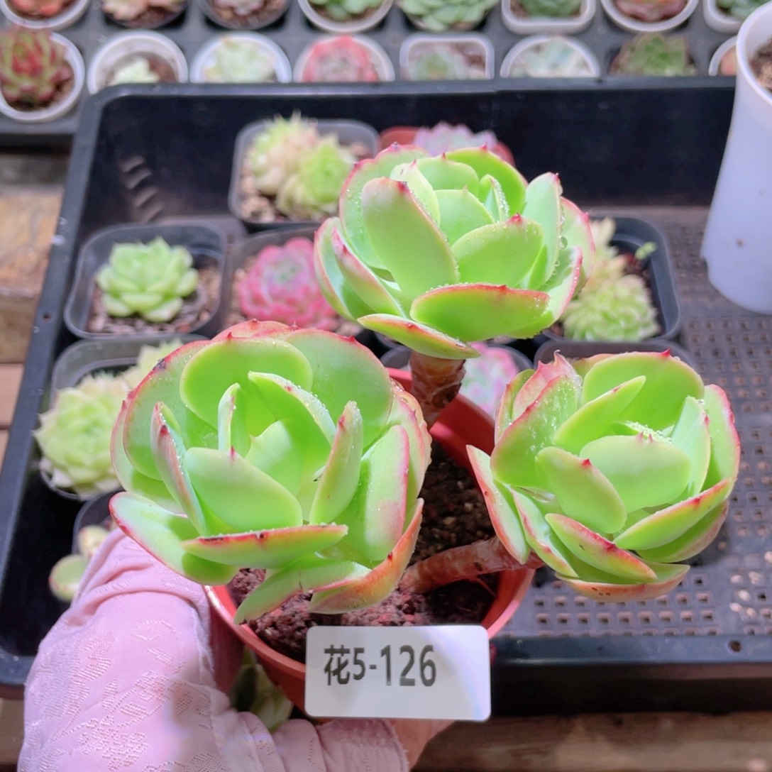 花利美5-126桃花石
