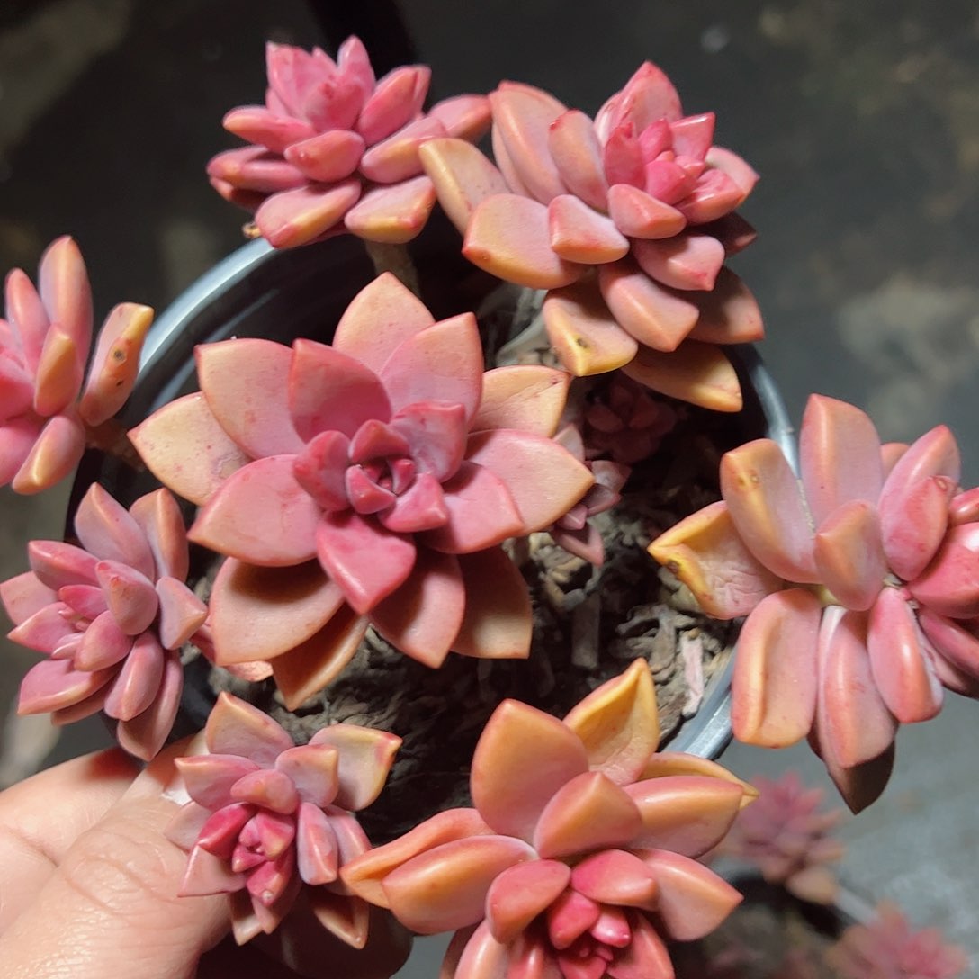 姬胧月散装带盆土一盆