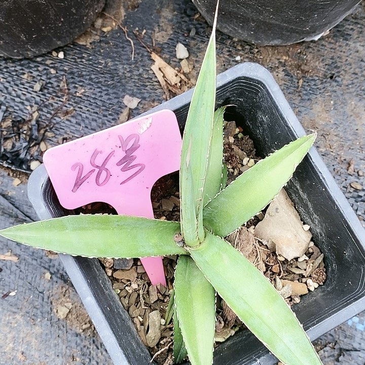 【闪购商品】无花朵龙舌兰绿植