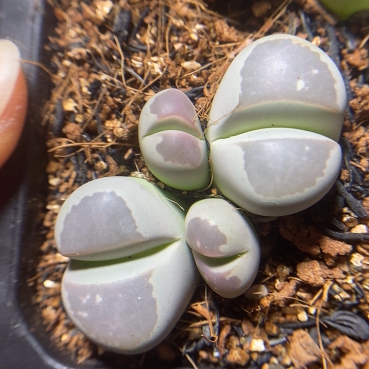 净窗粉橄榄特价秒