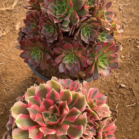 434两颗法师多肉植物