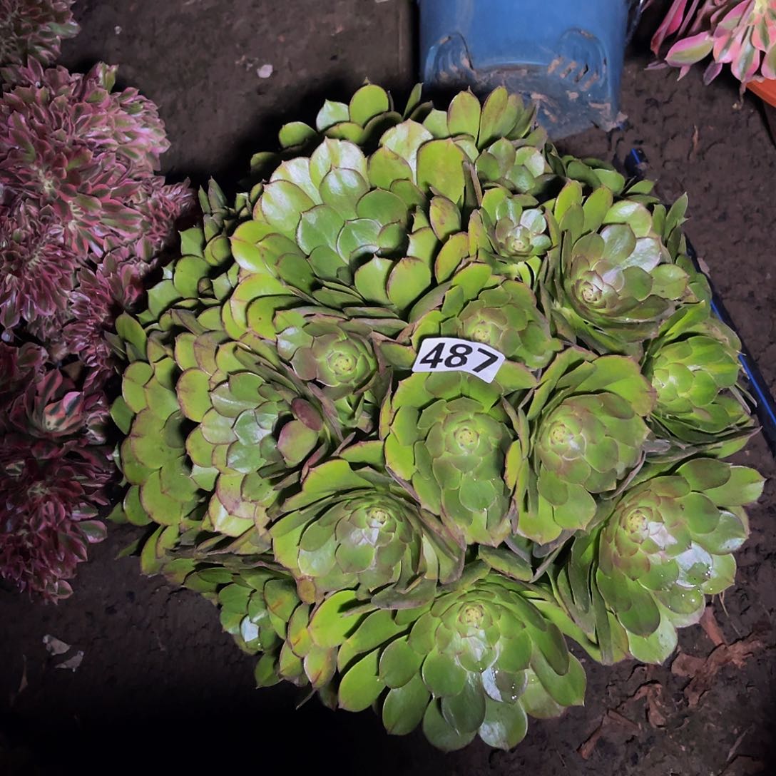 法师法师15-19包邮法师