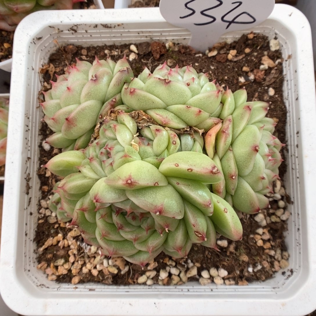 翡冷翠麦秆群生334号。