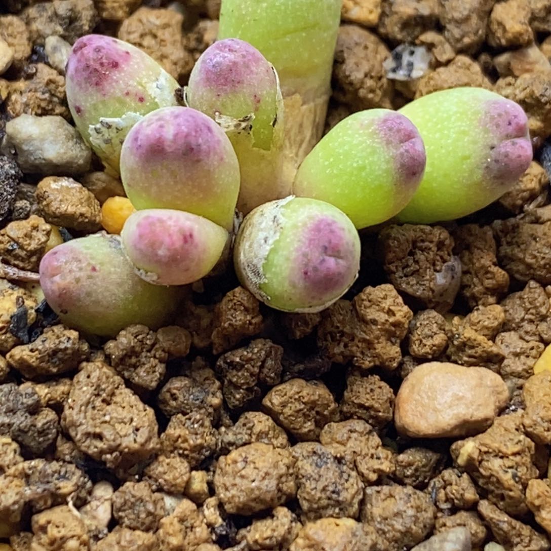 草莓草莓斑马草莓草莓斑马