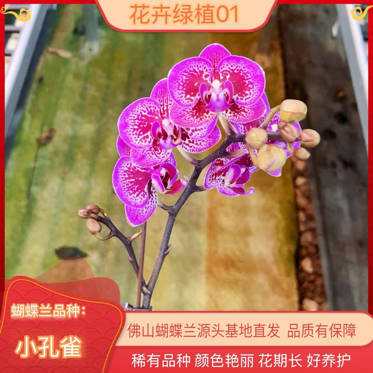 【小孔雀01】蝴蝶兰带花苞基地直发.室内花.花期长.年花