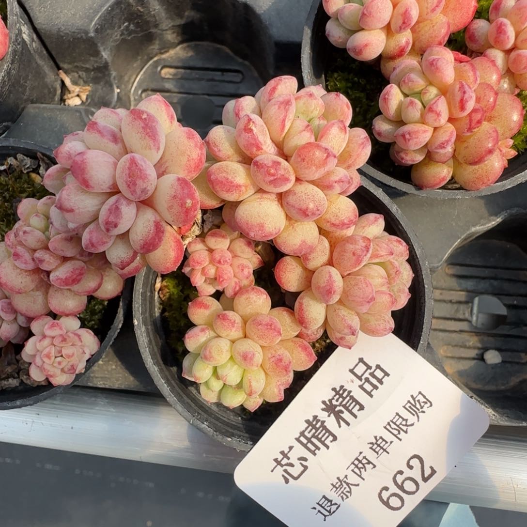 多肉很小看清楚下单拒绝非品质售后662