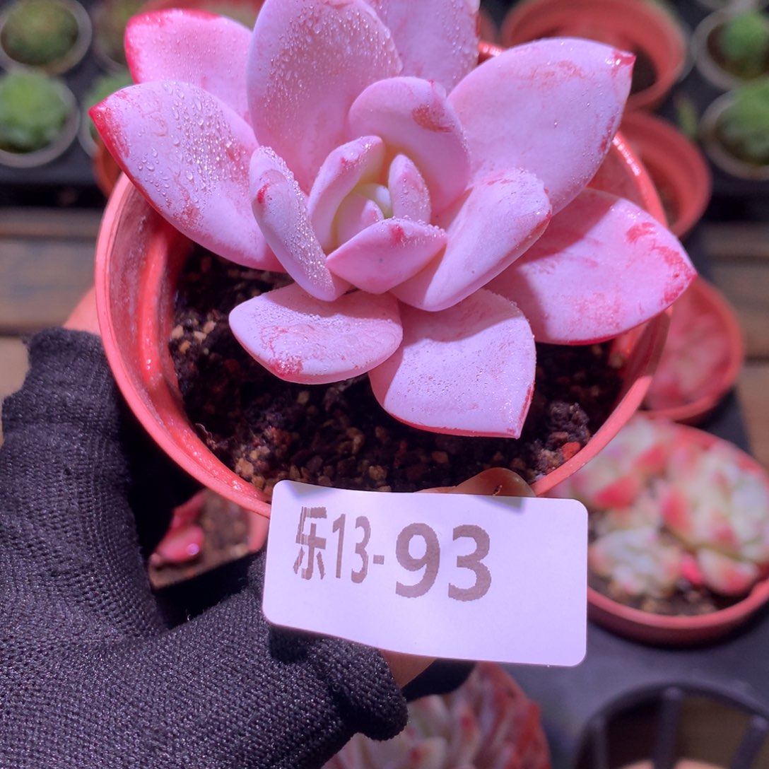 乐然13-93 粉雪莲 