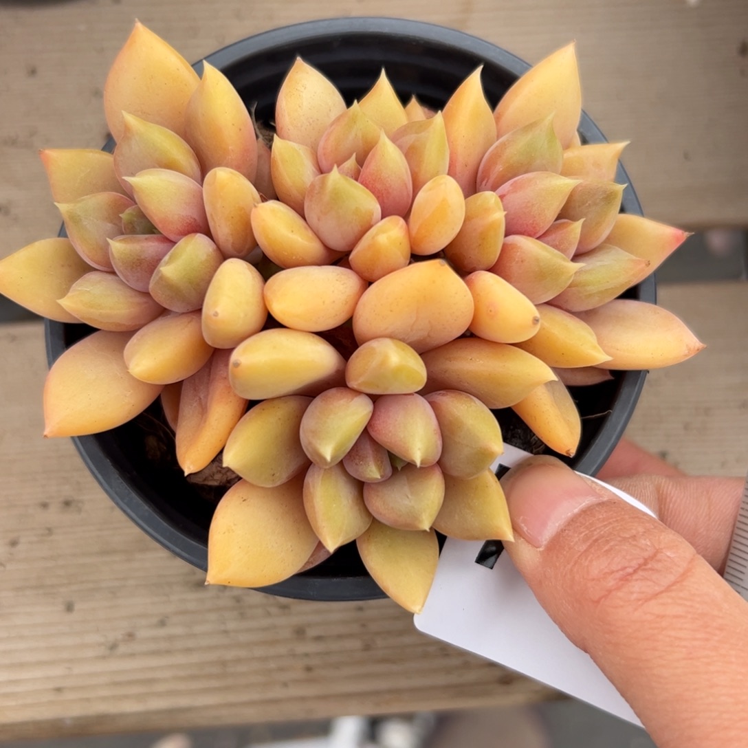 794 多肉植物盆栽植物