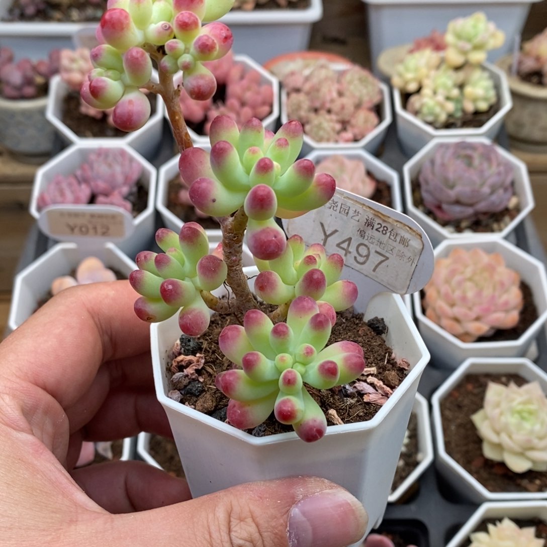 0497乙女心5厘米