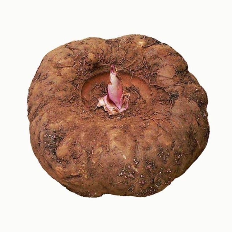 贵州特产魔芋花魔芋魔芋豆腐新鲜现挖魔芋大魔芋头大魔芋3斤装