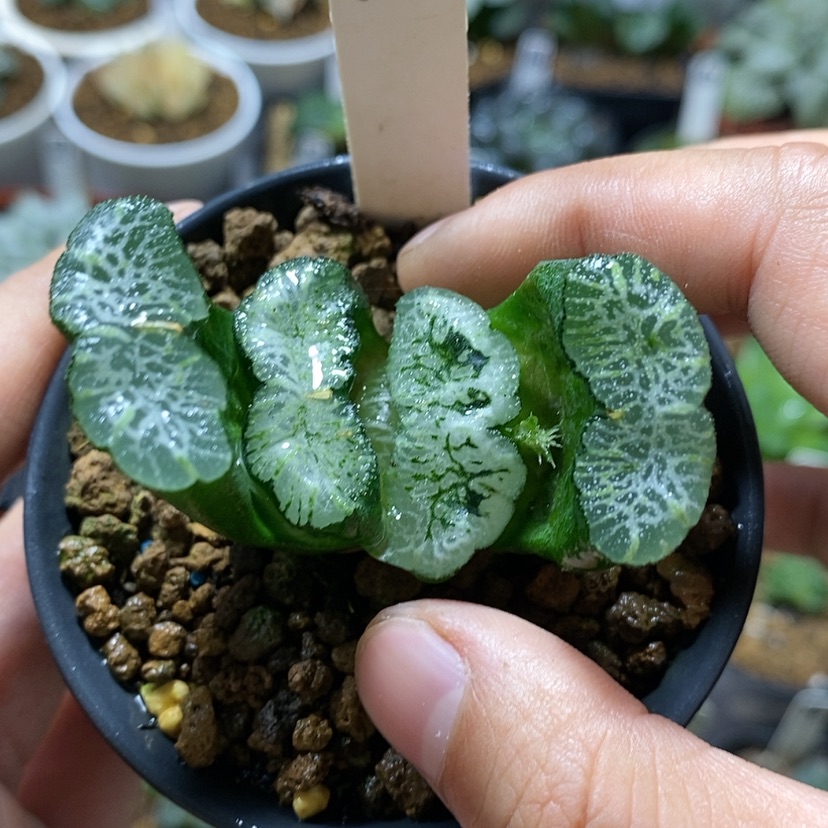 【闪购商品】79实生