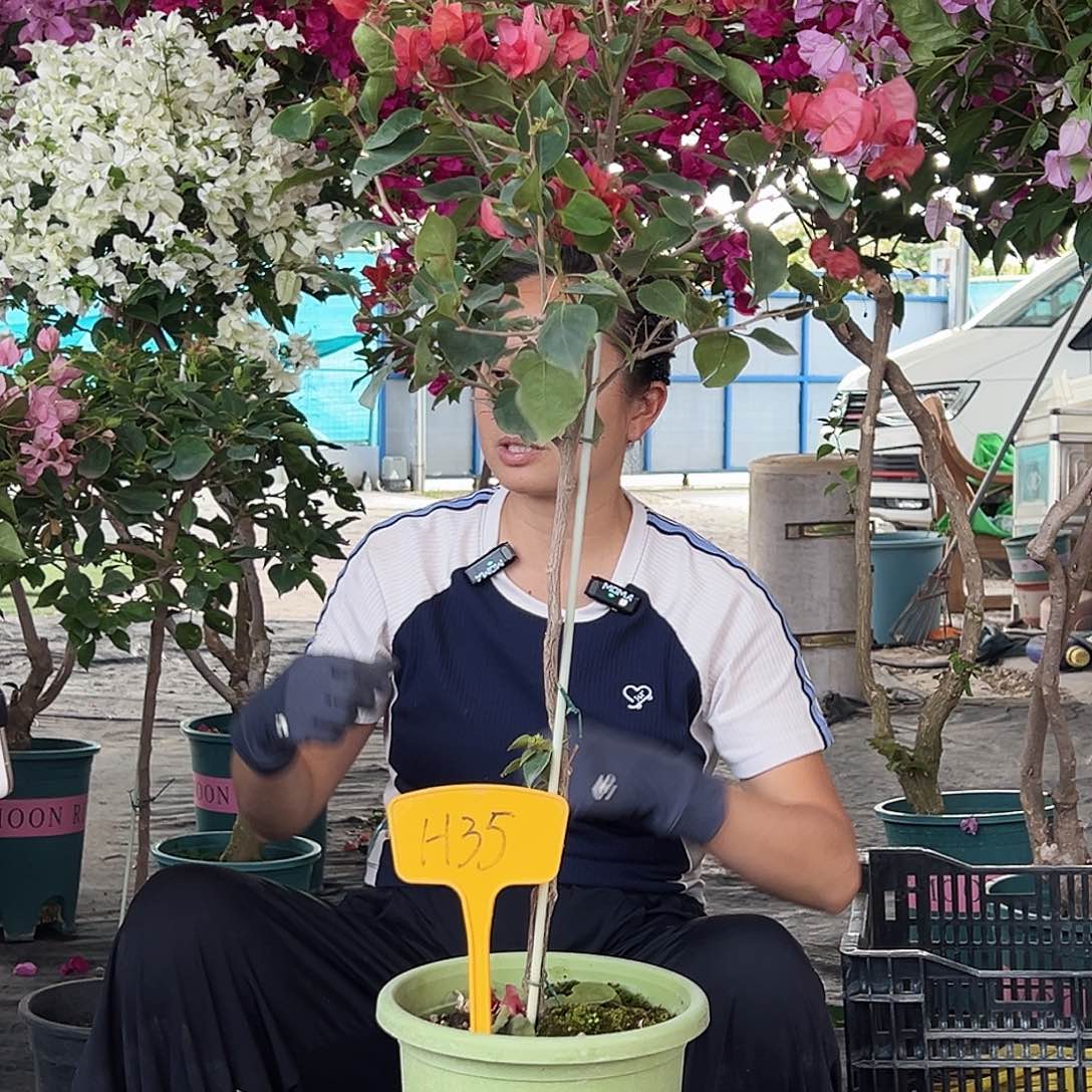 月***张大部分花苞少量开放H35不甜