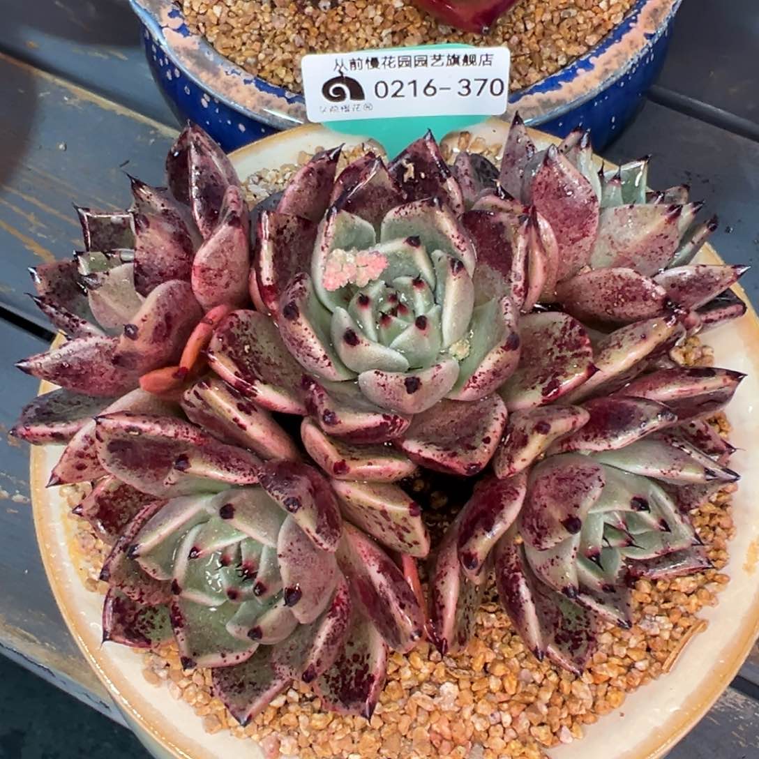 从前慢多肉精选编号0216.370