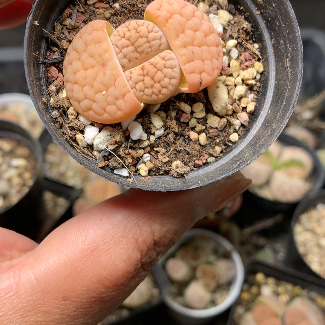 E274多肉植物保护研究所