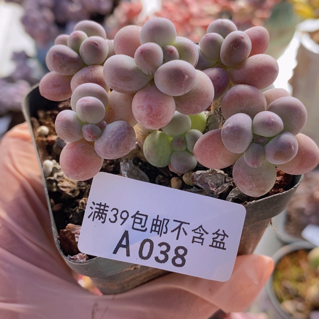 花****懂一代苹果奶老桩6cm038多肉植物