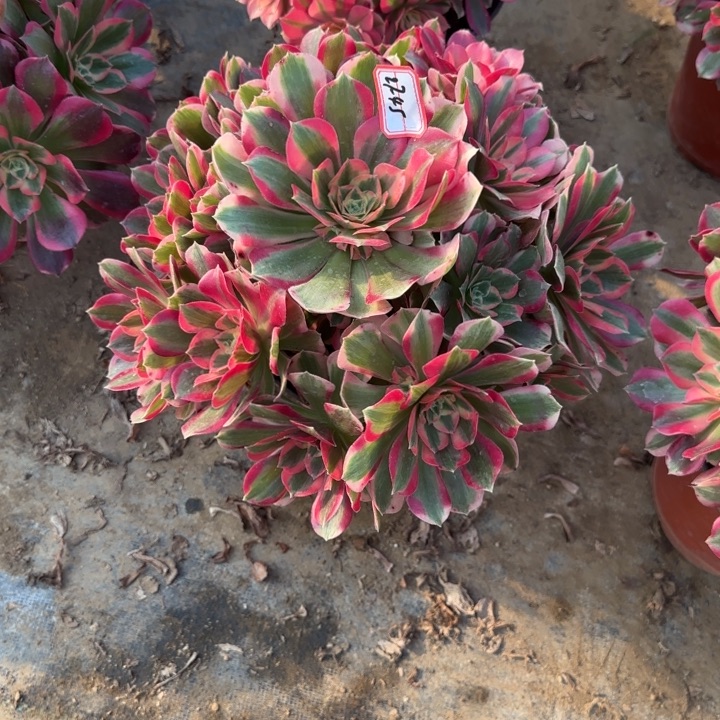 27-45女郎多肉不包售后