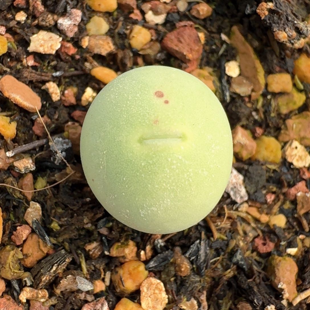 888鸽子蛋带盆土发货