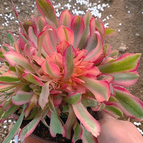 527粉女郎多肉植物