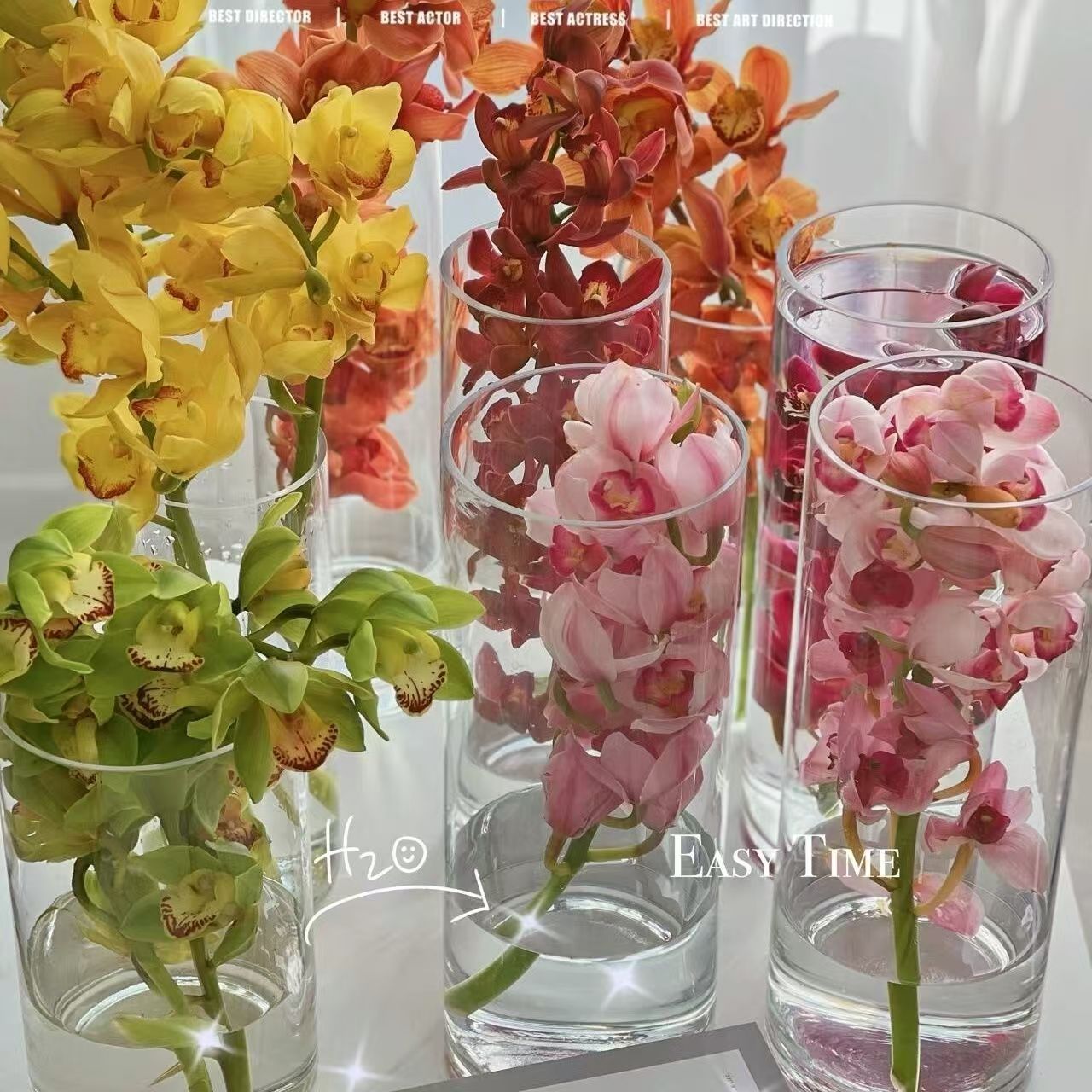 大花蕙兰鲜花云南直发好养活