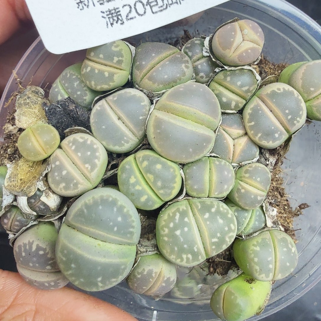 哈哈笑不出话就笑225好