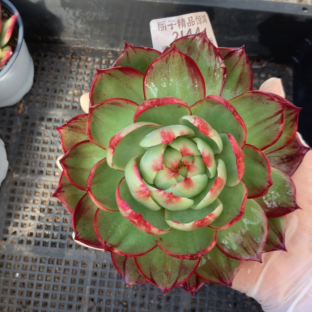 2144多肉植物惊鸿13