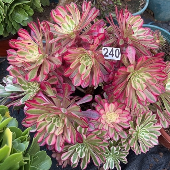 用****6一颗多肉法师植物 有砍