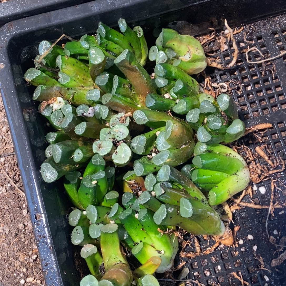 1829 一颗实生万象 整点福利