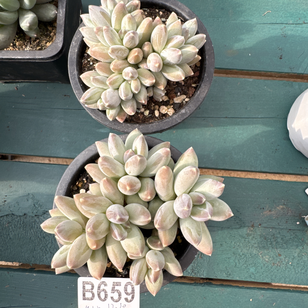 B659，晚柠，多肉植物星空 2 棵