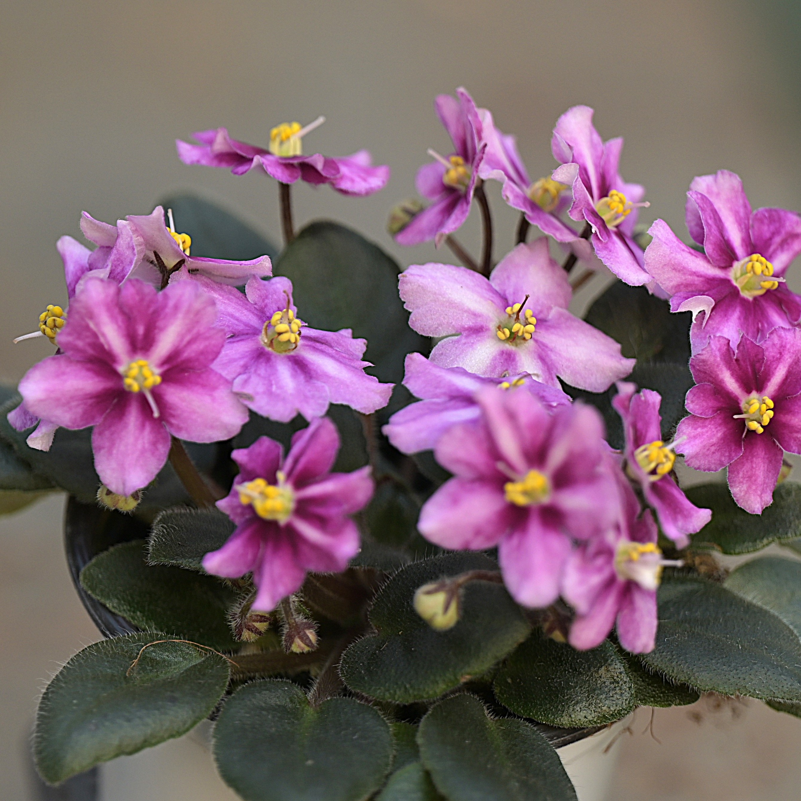  烟花 迷你款7.5cm盆 非洲堇紫罗兰  四季室内开花 多年生
