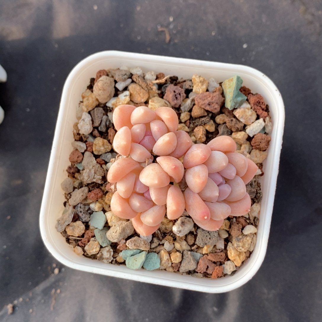 精品多肉一物一拍不包整54