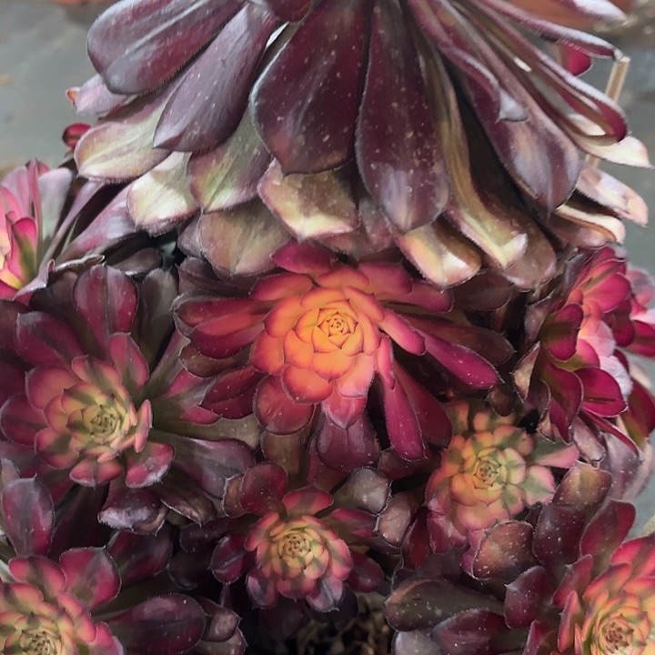 多肉植物月蝉735